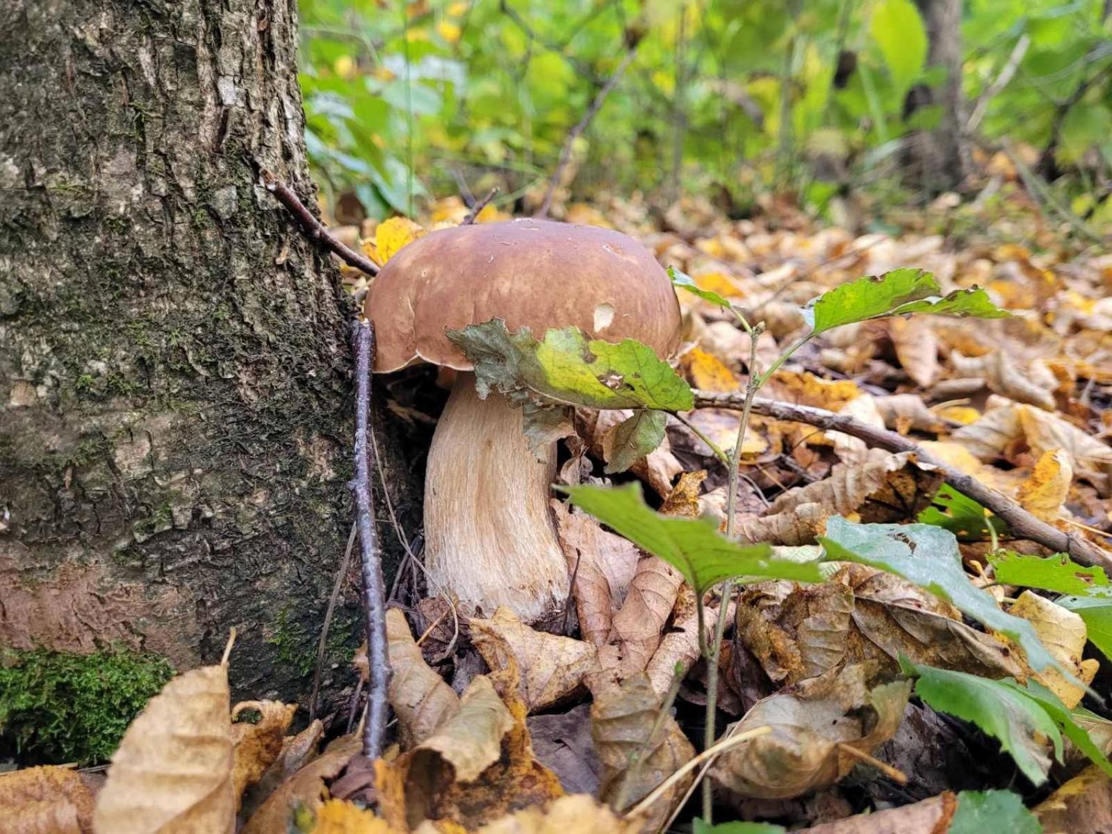 Готель Ворота Карпат Делятин Екстер'єр фото